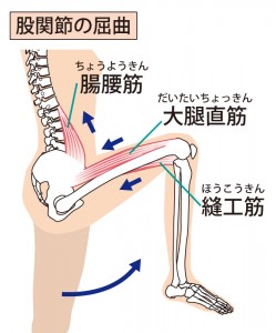 骨盤　股関節　腰　筋肉