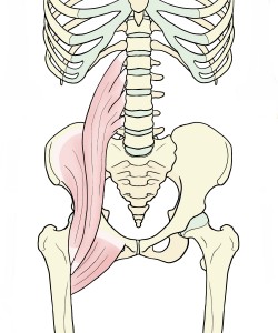 腰　筋肉　腸腰筋　骨盤