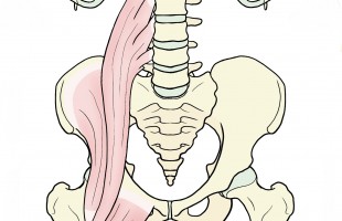 腰　筋肉　腸腰筋　骨盤
