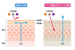 肌　構造　美容